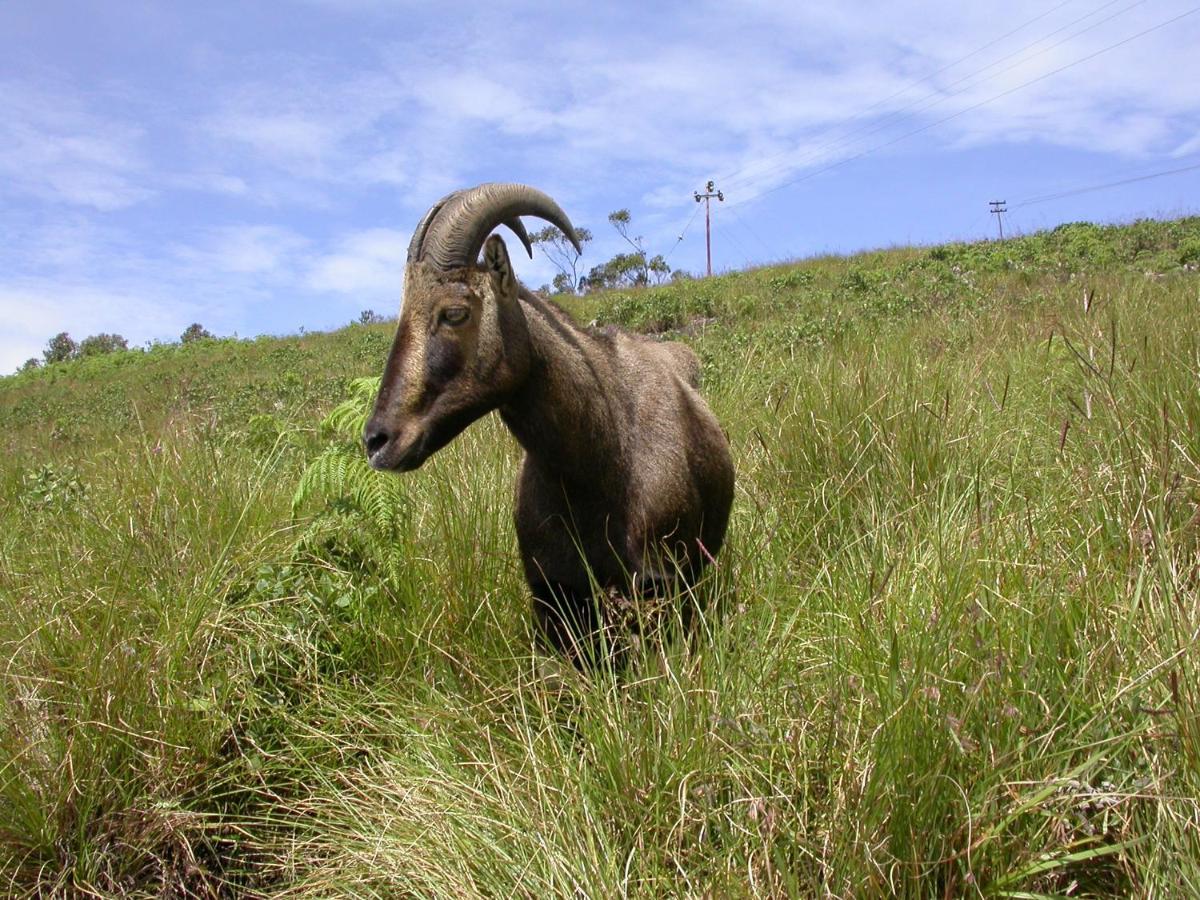 Mistica Munnar Διαμέρισμα Anachal Εξωτερικό φωτογραφία