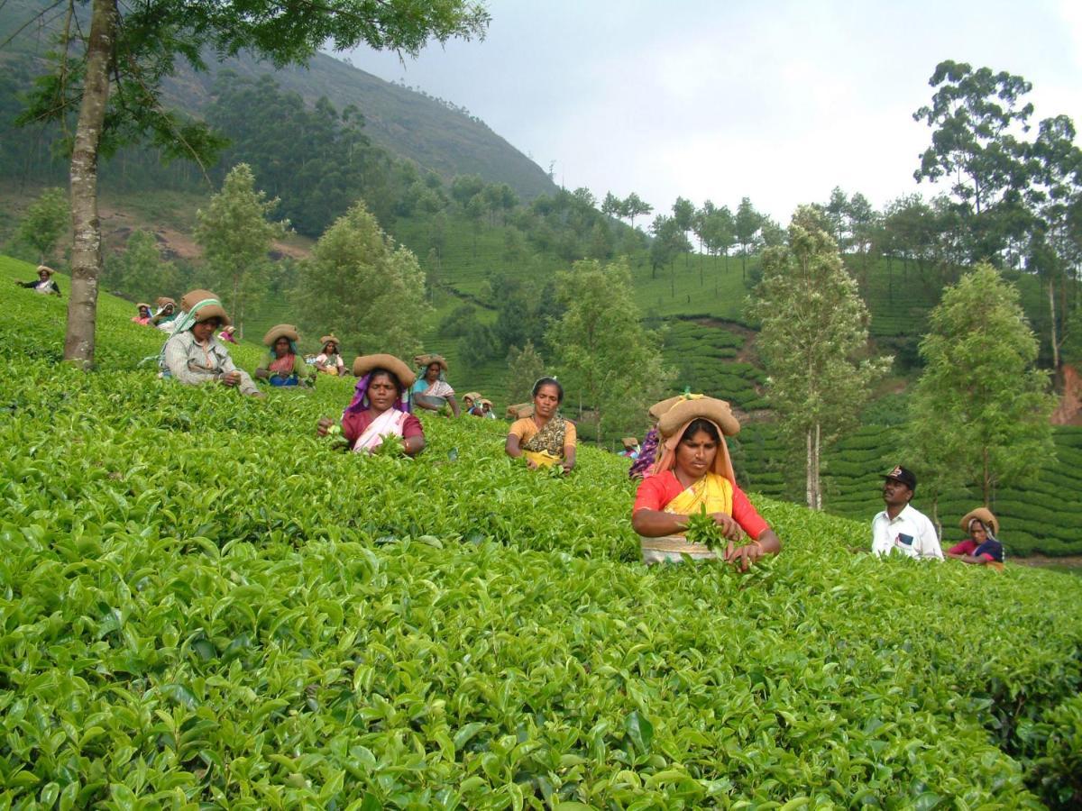 Mistica Munnar Διαμέρισμα Anachal Εξωτερικό φωτογραφία