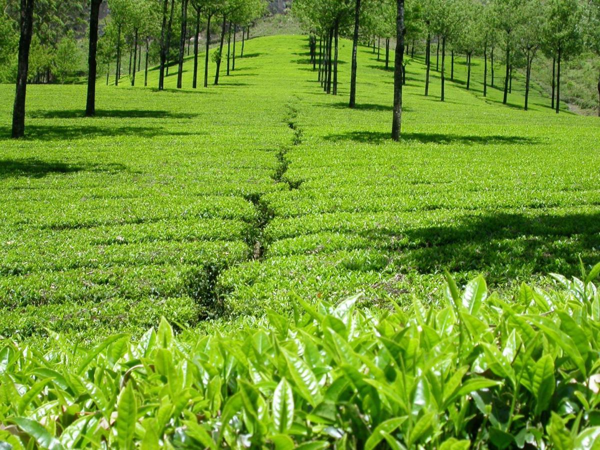 Mistica Munnar Διαμέρισμα Anachal Εξωτερικό φωτογραφία