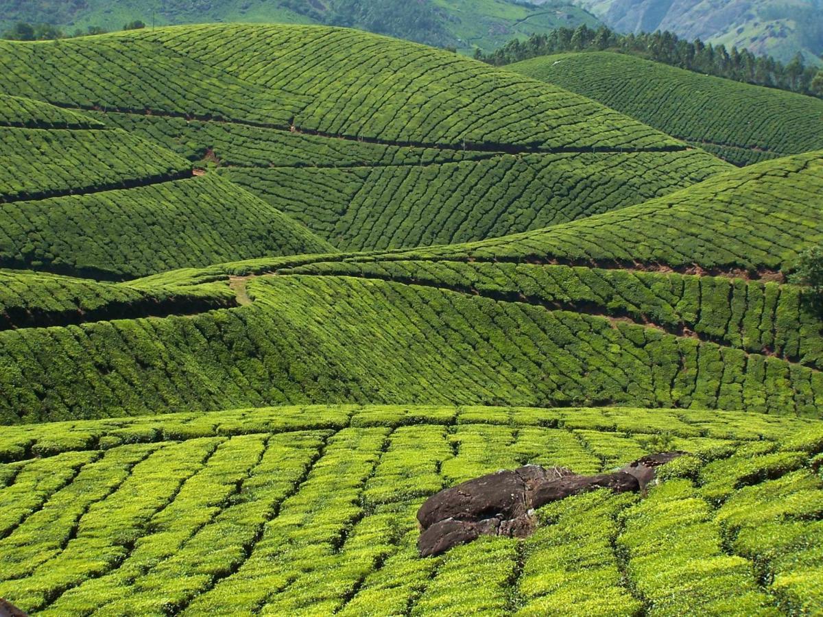 Mistica Munnar Διαμέρισμα Anachal Εξωτερικό φωτογραφία