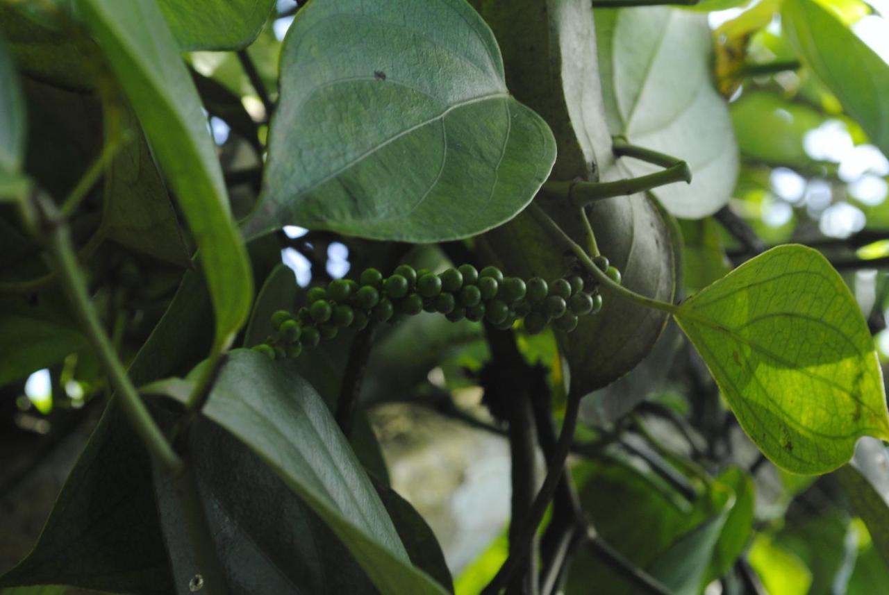 Mistica Munnar Διαμέρισμα Anachal Εξωτερικό φωτογραφία