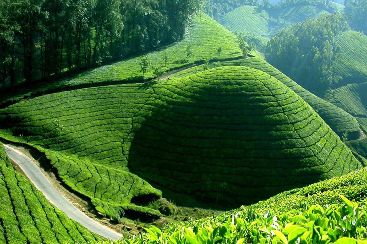 Mistica Munnar Διαμέρισμα Anachal Εξωτερικό φωτογραφία