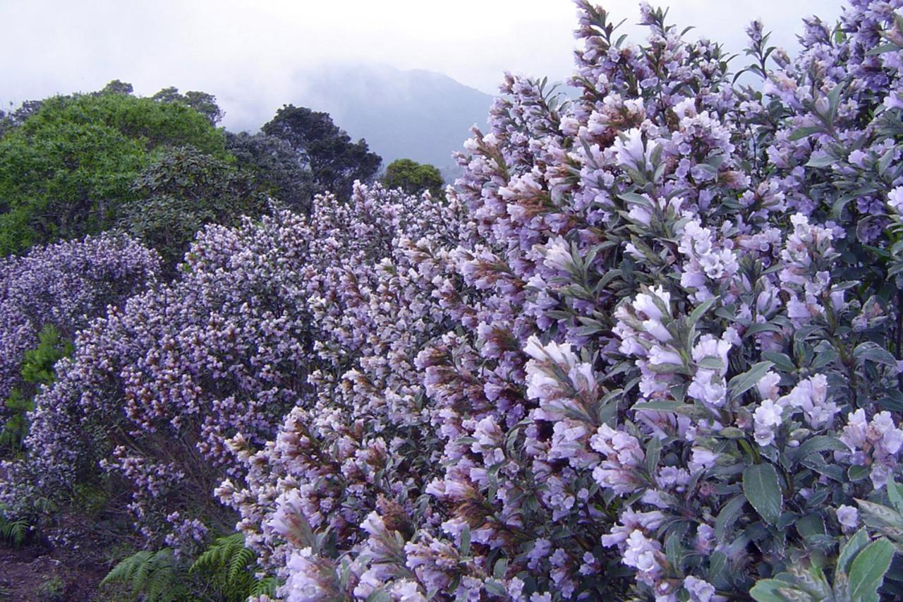 Mistica Munnar Διαμέρισμα Anachal Εξωτερικό φωτογραφία