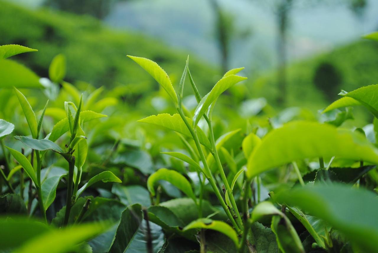 Mistica Munnar Διαμέρισμα Anachal Εξωτερικό φωτογραφία