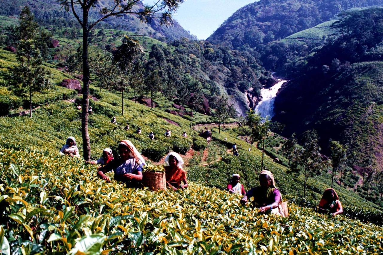 Mistica Munnar Διαμέρισμα Anachal Εξωτερικό φωτογραφία