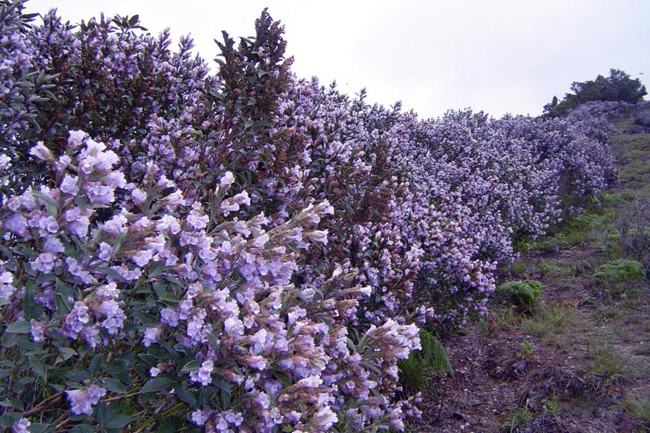 Mistica Munnar Διαμέρισμα Anachal Εξωτερικό φωτογραφία